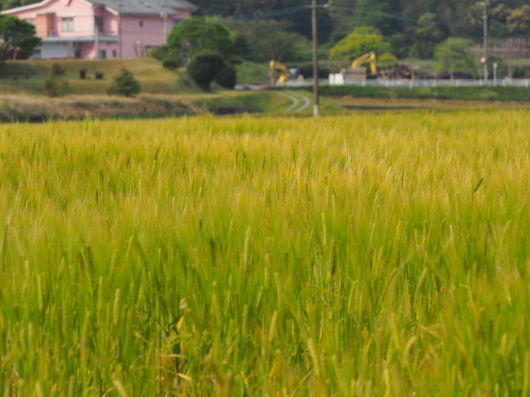 レンゲ畑と麦畑_d0281783_22520513.jpg