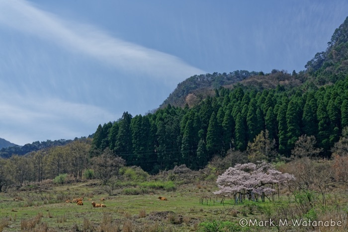 観音桜_e0135098_02243690.jpg
