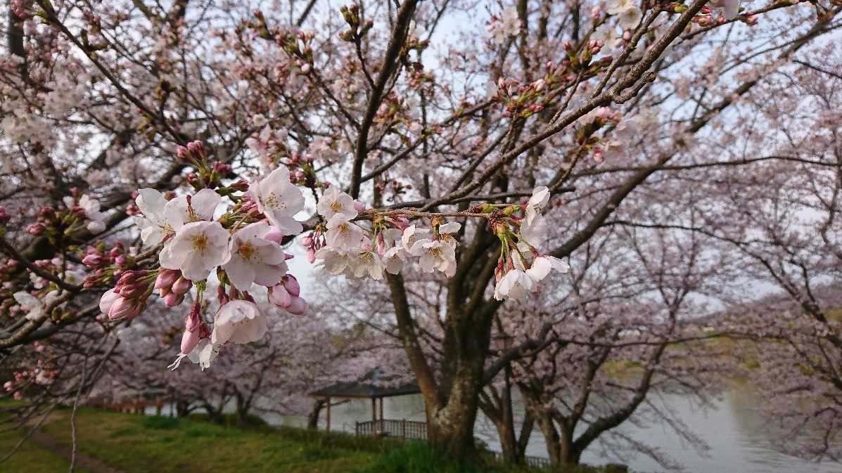 桜&#127800;_f0371101_15052976.jpg