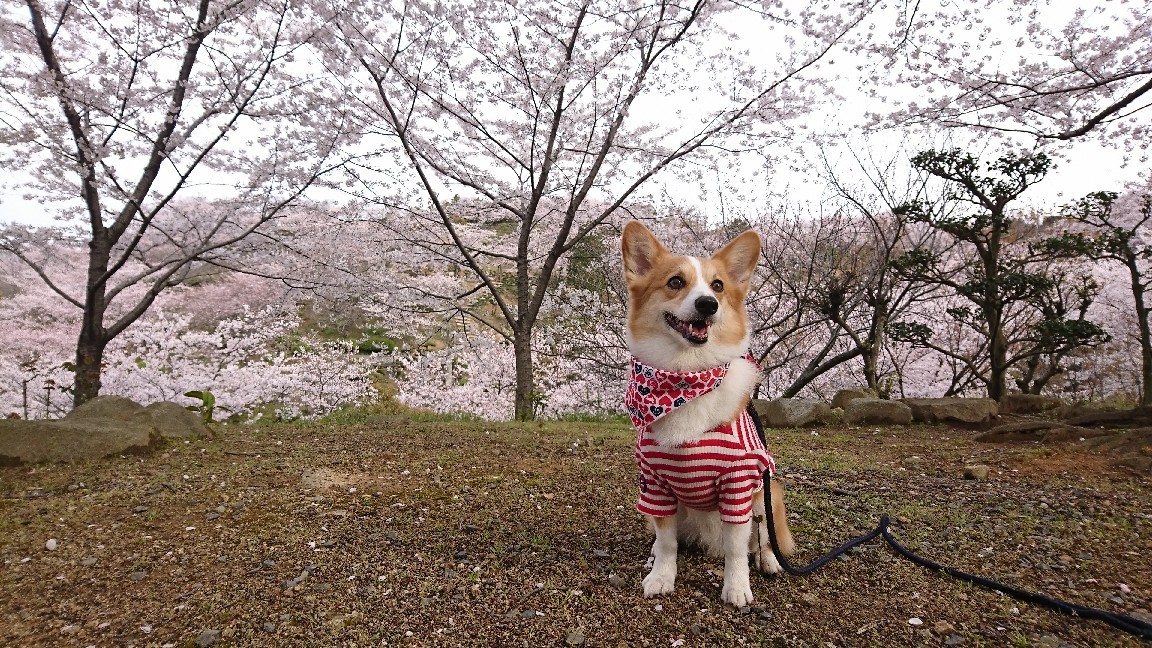 桜&#127800;part２_f0371101_15110651.jpg