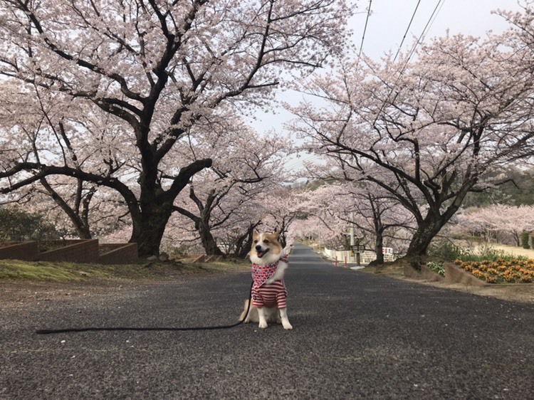 桜&#127800;part２_f0371101_15113640.jpg