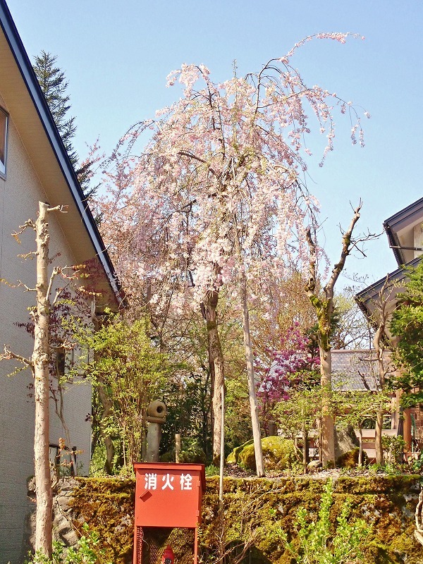 長かった桜の開花期間_c0336902_21414036.jpg