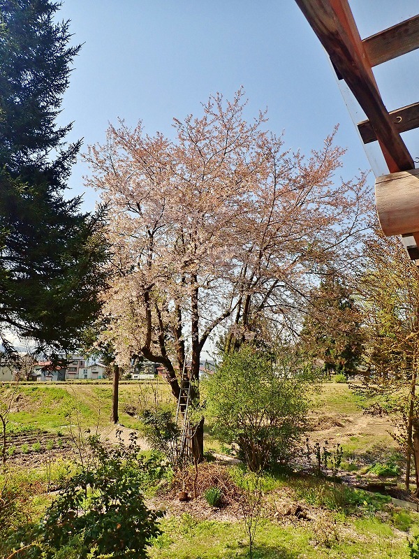 長かった桜の開花期間_c0336902_21414448.jpg