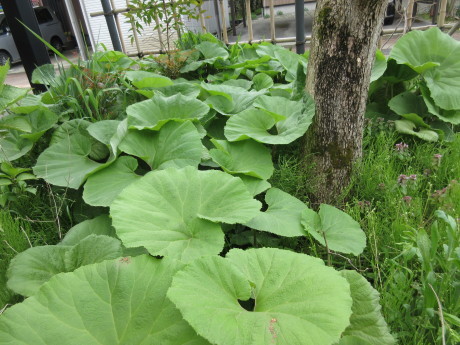 草たち・焚き物・孫に小包_a0203003_10503154.jpg