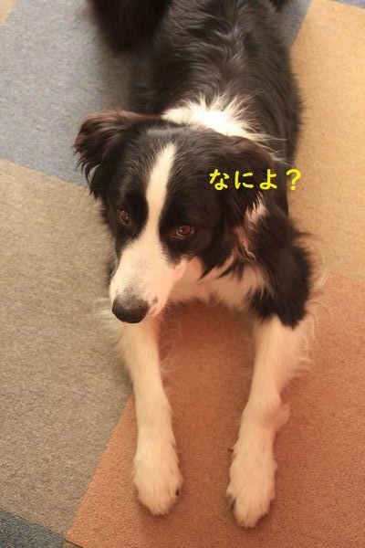 やっちまったなー_d0224111_10383189.jpg