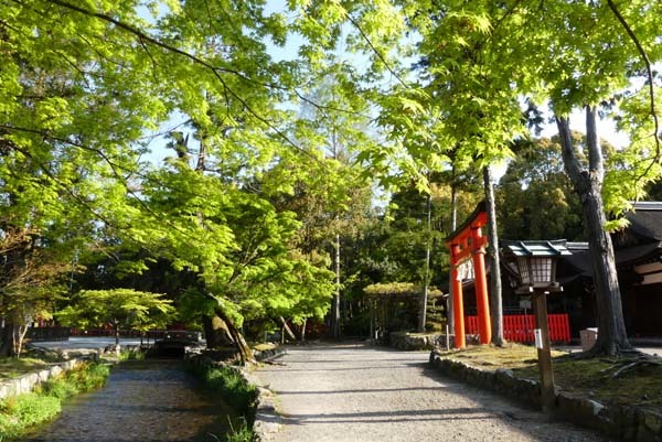 緑がいっぱい　上賀茂神社_e0048413_22083512.jpg