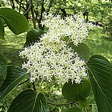 ミズキの花 樹木見て歩き