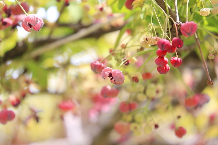 木の芽 鈴木純 | 半径100mで探す！冬芽の顔あつめ | WILD MIND GO! GO!