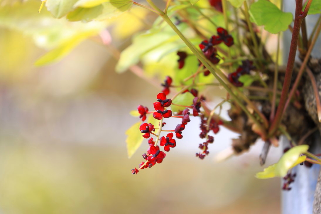 木の芽 (春の楽しみ、ミツバアケビの新芽を食す） : 裏のお山で雪と