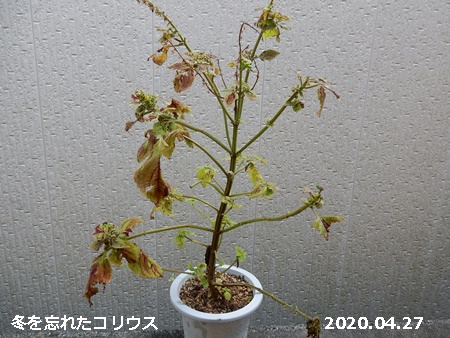 枯れるのを忘れたコリウス 自然とともに生きる