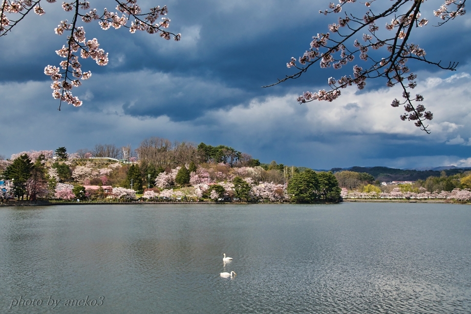 みちのく桜と白鳥と_d0067934_19363520.jpg