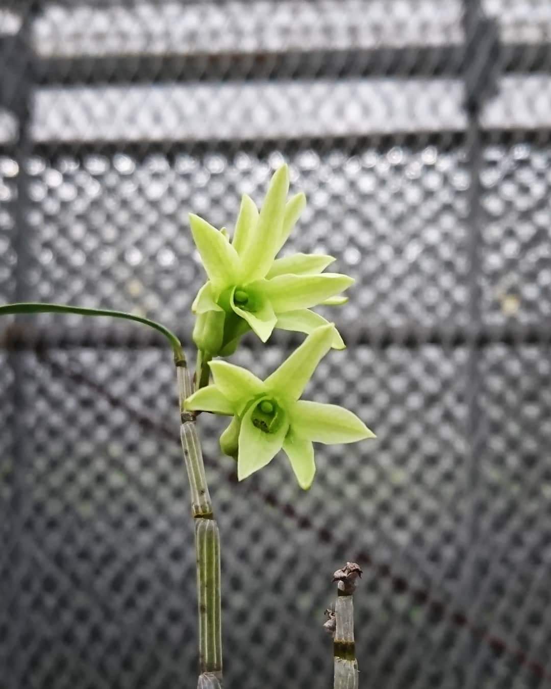 セッコク 緑花 蘭万園日記