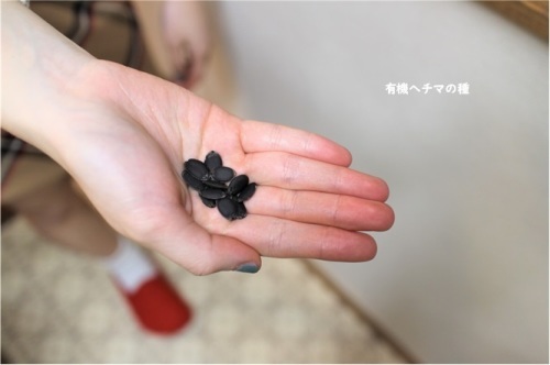一緒にヘチマ育てませんか? _e0343145_10550741.jpg
