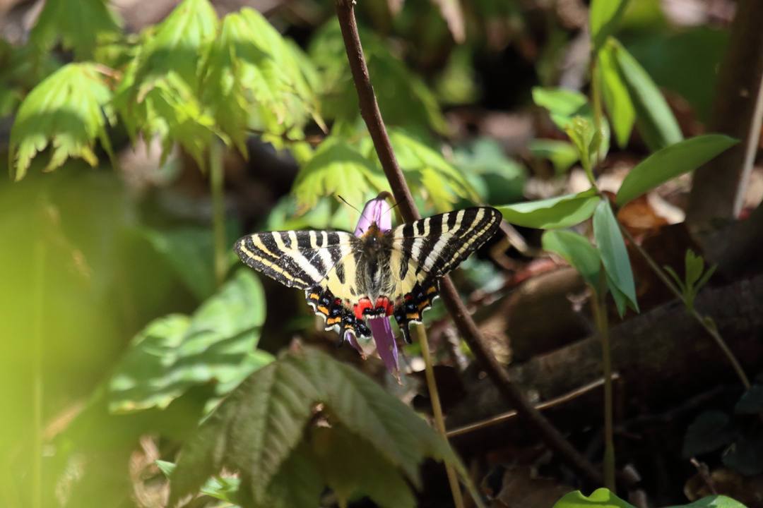 最後の最後のギフチョウ_e0403850_20354186.jpg