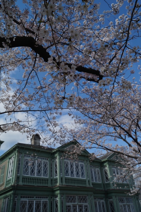 旧ハンター住宅と桜 @神戸市灘区王子公園_b0063958_14525120.jpg