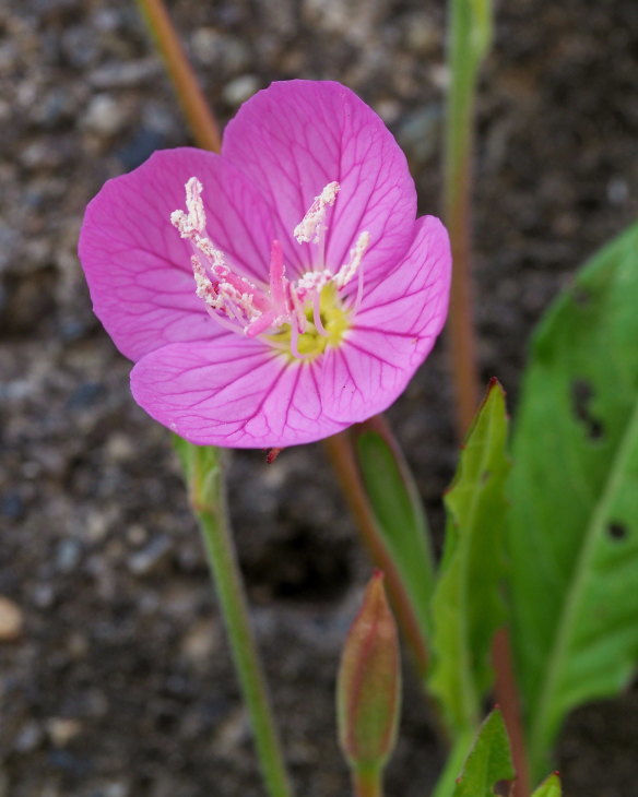 野の花にキジさんも_c0305565_17213036.jpg