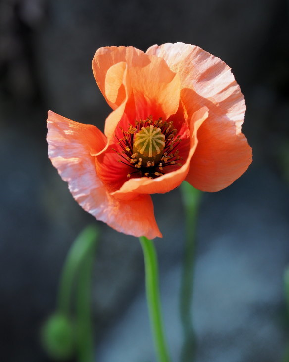 野の花にキジさんも_c0305565_17224338.jpg