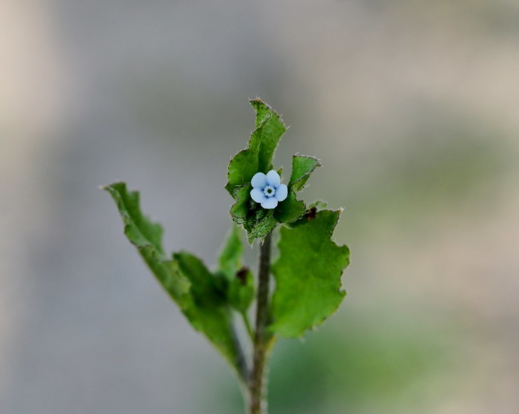 野の花にキジさんも_c0305565_17243940.jpg