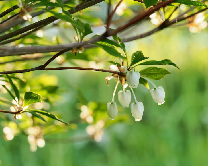 野の花にキジさんも_c0305565_17272527.jpg
