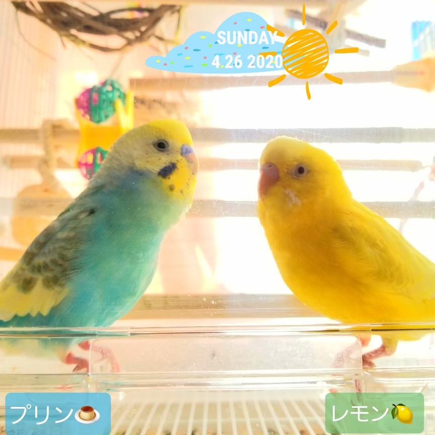 せきせいいんこ 烏骨鶏かわいいブログ