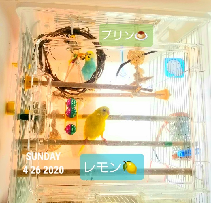 せきせいいんこ 烏骨鶏かわいいブログ