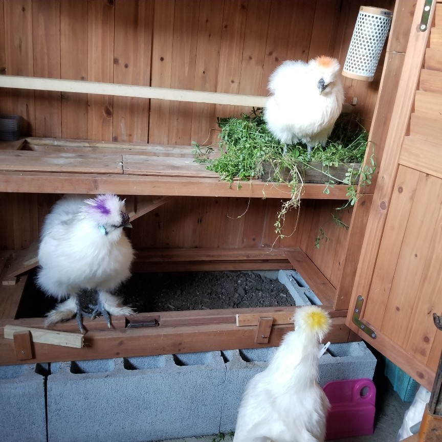 ウコッケイ生後128日目 初卵を産む 烏骨鶏かわいいブログ ウコッケイ生後128日目 初卵を産む 烏骨鶏かわいいブログ