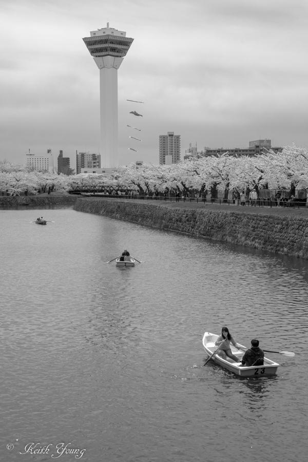 桜は_e0338273_21363003.jpg