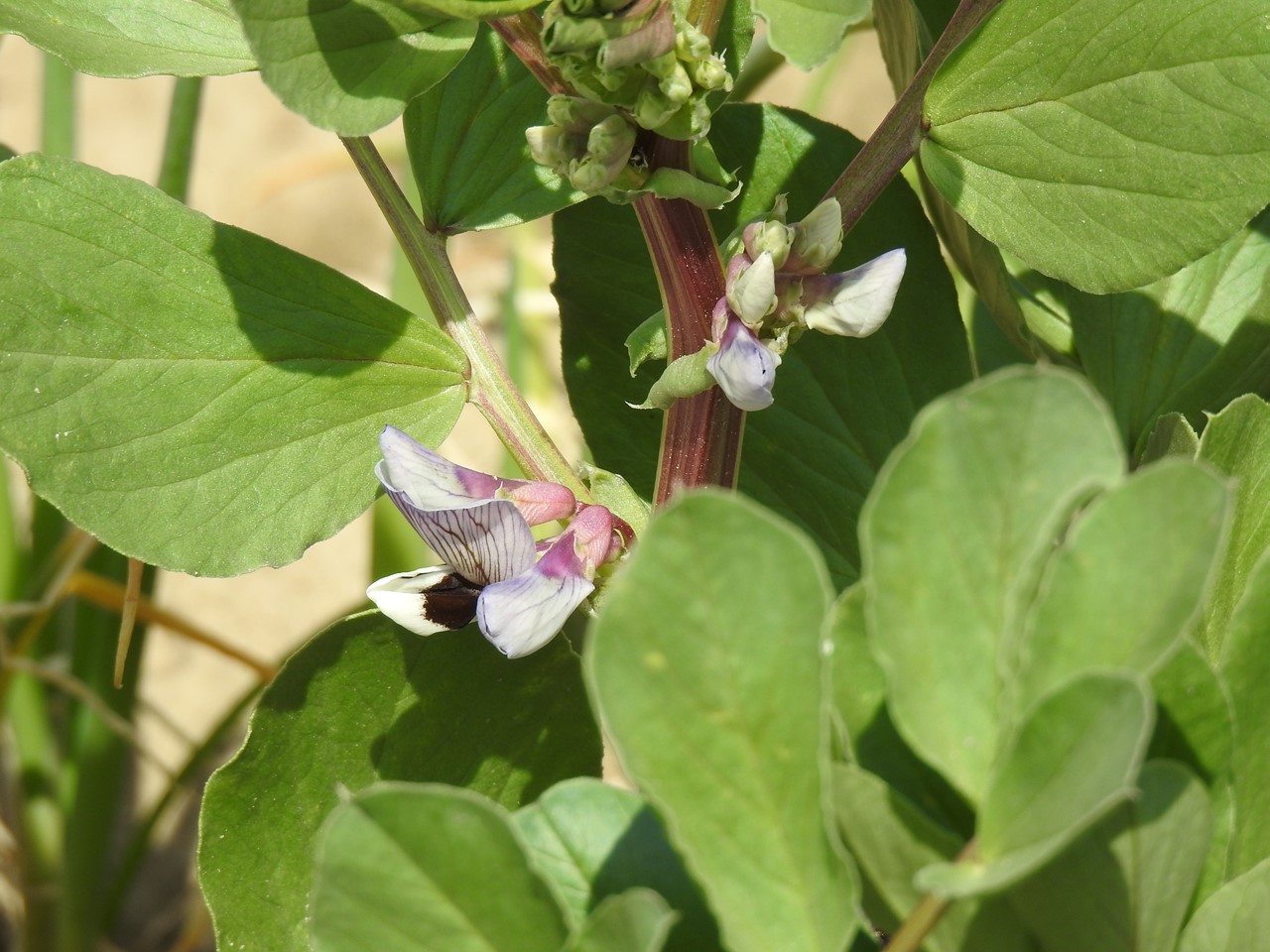 空豆 ソラマメ と豌豆 エンドウ と葱 ネギ 等の花達 自然風の自然風だより