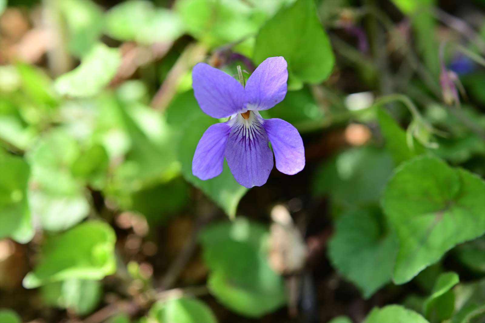 タチツボスミレの仲間 野の花山の花ウォッチング In 奥多摩 タチツボスミレの仲間 野の花山の花ウォッチング In 奥多摩