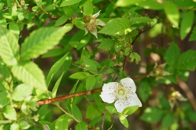 富浜緑地や楠緑地の花の紹介_d0338682_16333119.jpg