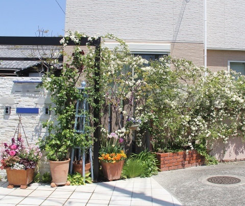 モッコウバラとスモークツリー Soleilの庭あそび 布あそび