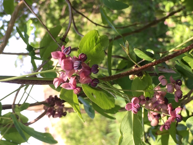 花言葉シリーズ アケビの花 唯一の恋 グリーフケアこもれびのなか