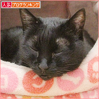 ヒナの風邪_a0389088_06334451.jpg