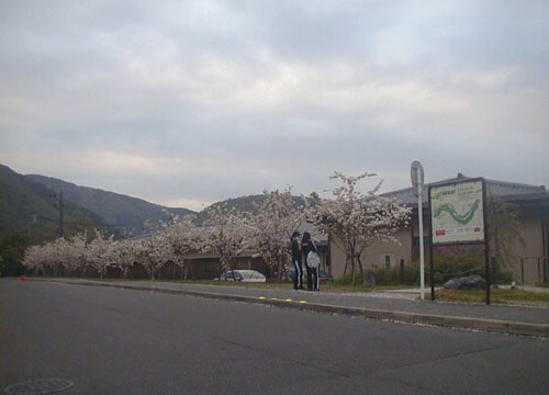●さびしい桜_d0053294_00135687.jpg