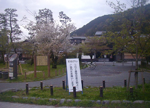 ●さびしい桜_d0053294_00141873.jpg