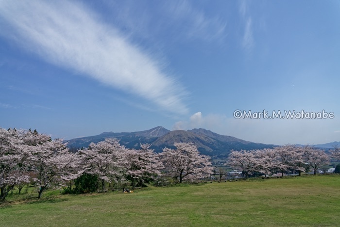 花見独り占め_e0135098_09434251.jpg