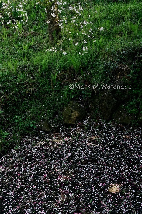 散桜_e0135098_19004704.jpg
