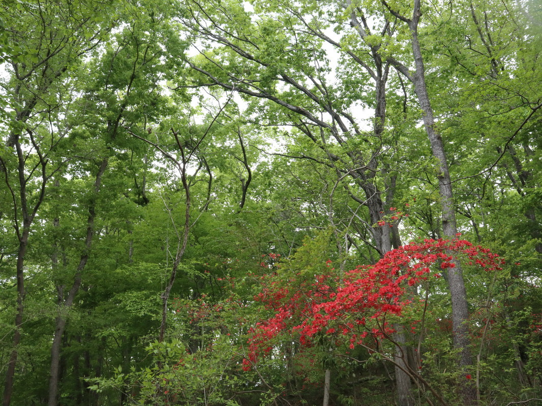 運動不足だから、家の周辺を散歩♪_b0331802_20112422.jpg