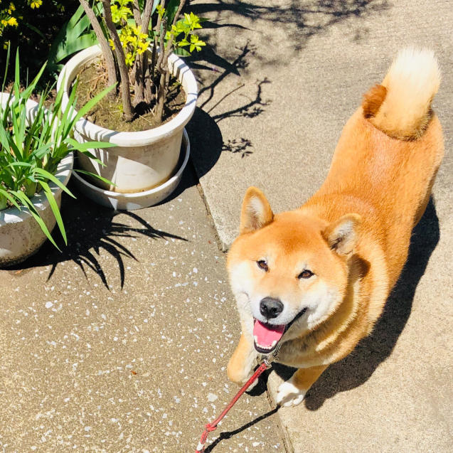 大家さんと柴犬_e0061304_21414418.jpg
