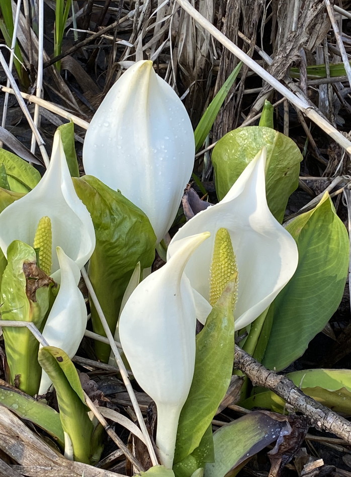 2020年4月『北海道にコロナと春が来た』 April 2020 \"Spring and COVID-19 have come in Hokkaido\"_c0219616_21084753.jpg