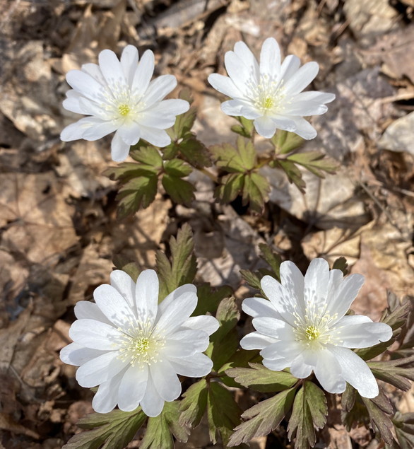 2020年4月『北海道にコロナと春が来た』 April 2020 \"Spring and COVID-19 have come in Hokkaido\"_c0219616_21165433.jpg