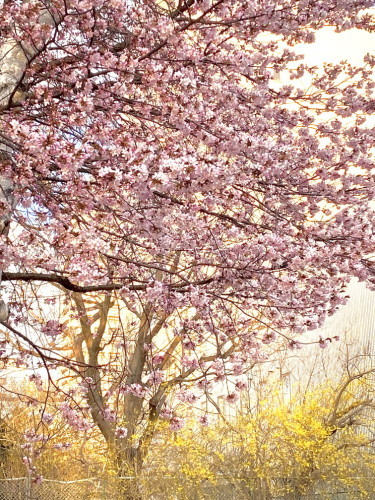 2020年4月『北海道にコロナと春が来た』 April 2020 \"Spring and COVID-19 have come in Hokkaido\"_c0219616_21183129.jpg