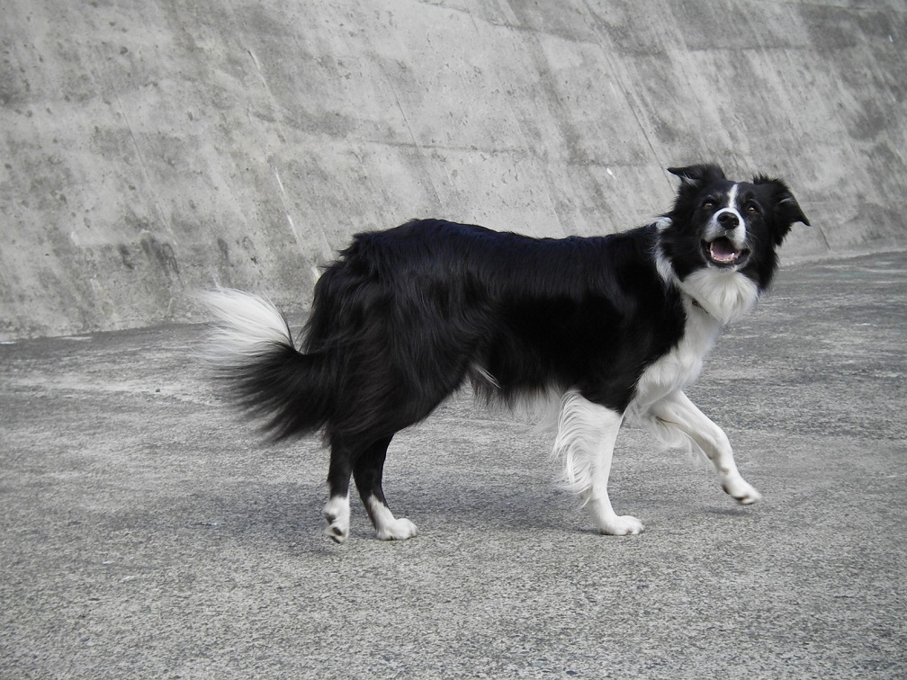 走りながら吠える犬 テトだもん 走りながら吠える犬 テトだもん