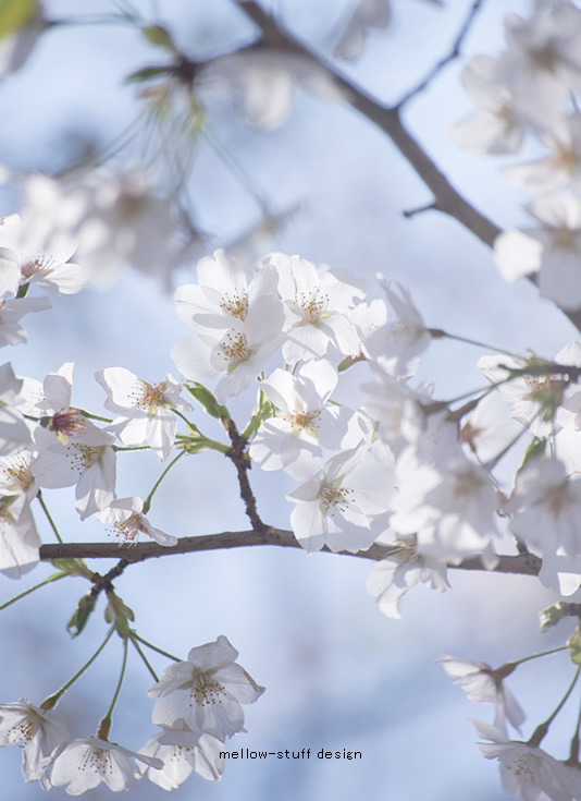 雪の様な桜_d0124248_22011367.jpg