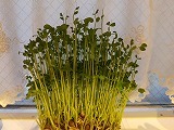 お元気ですか? 穏やかに過ごせますように。_e0173350_15243772.jpg