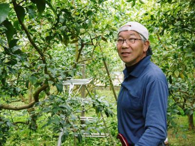 デコポン(肥後ポン)大好評販売中!次の収穫へ向けた花芽剪定作業2020(不知火編) _a0254656_17275489.jpg
