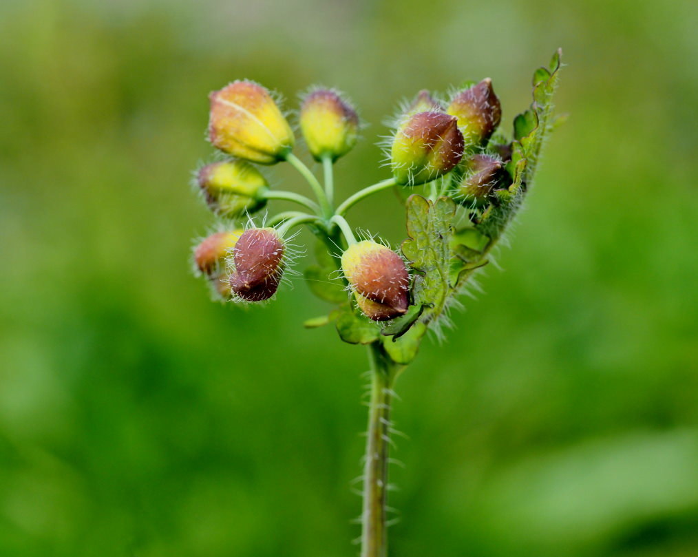 懐かしい野良で 花や虫_c0305565_17141268.jpg