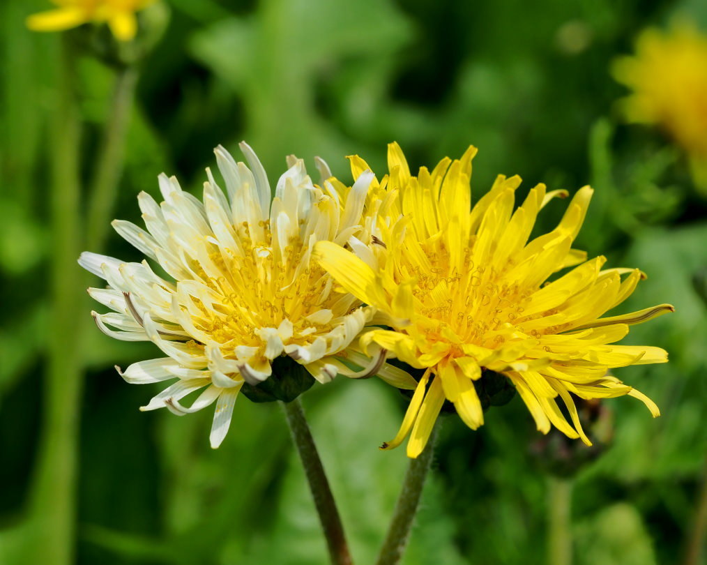 懐かしい野良で 花や虫_c0305565_17150748.jpg