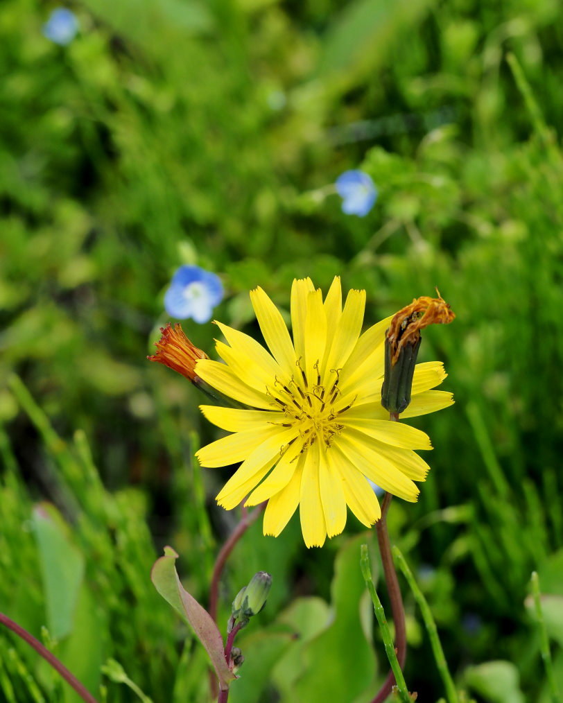 懐かしい野良で 花や虫_c0305565_17151983.jpg