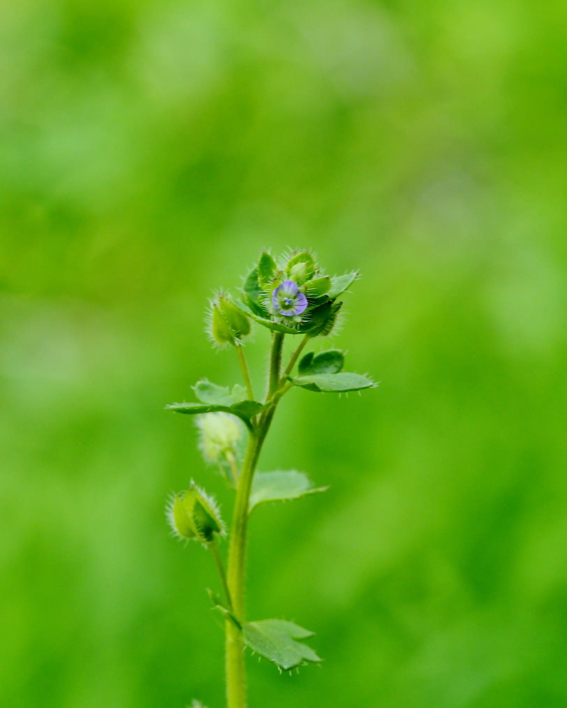 懐かしい野良で 花や虫_c0305565_17160182.jpg